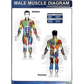 Productive Fitness Exercise Poster Series - Muscle Diagrams (Male & Female)