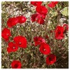 Everwilde Farms - 2000 Red Poppy Wildflower Seeds - Gold
