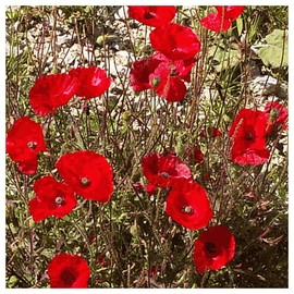 Everwilde Farms - 2000 Red Poppy Wildflower Seeds - Gold Vault Jumbo Seed Packet