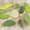 Opuntia pad 9 Assorted cuttings Cacti Cactus Succulent Real Live