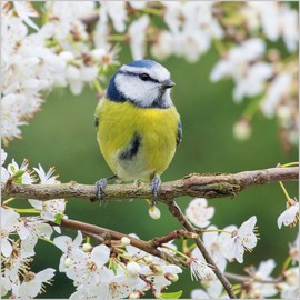 Abacus Cards Birthday/Blank Card for Men/Women - General Male/Female Card - Blue Tit in Blossom - Eco-Friendly and Recyclable