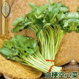 White 250+ White Stem Water Spinach seeds( rau muống trang ) ong choy kang kong
