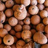 Hydro Clay Pebbles (Leca) Orchid/Hydroponic Grow Media - 10 lbs.