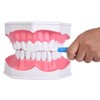 Dental Teaching Teeth Model with Toothbrush Children Education Teeth Brushing