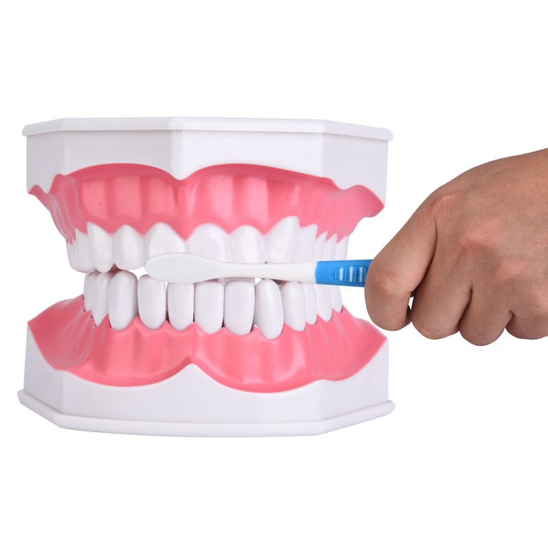 Dental Teaching Teeth Model with Toothbrush Children Education Teeth Brushing