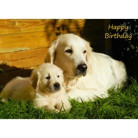 Golden Retriever Birthday Card