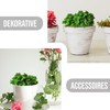 Eurofoto Iceland Moss Set Preserved – Real Natural Moss for