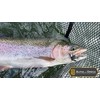 ALPHA and OMEGA - Woolly Bugger Fly KIT (20 Flies)