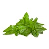 Basil, Genovese Herb Seeds - Non-GMO - 0.5 Grams, Approximately