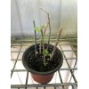 Goji Berry Plant 5 Cuttings With Pot Live Plant Ready