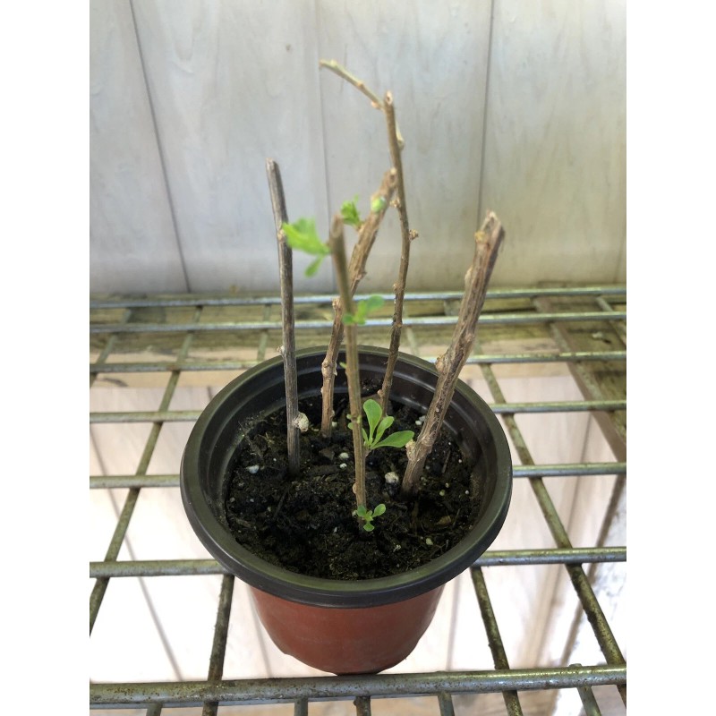 Goji Berry Plant 5 Cuttings With Pot Live Plant Ready