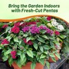 Outsidepride Mix Pentas Seeds - 25 Pcs Perennial Flower Seeds