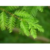 My Seeds Dawn Redwood {Metasequoia glyptostroboid