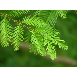 My Seeds Dawn Redwood {Metasequoia glyptostroboid