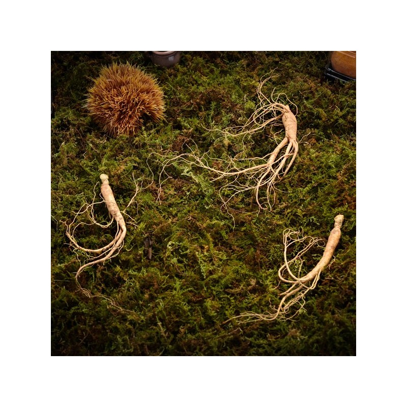 Sagudam [고급선물포장]심봤다 삼 산양산삼 산양삼 장뇌삼 선물세트 5뿌리 [Premium Gift