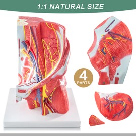 EVOTECH SCIENTIFIC Human Male Pelvic and Gluteal Muscles & Nerves Anatomy Model, 4 Part Life Size 3D Anatomy Teaching Aid with Base and Brochure for Medical & Biology Education