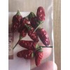 Chili Hot Peppers birds eye/ Siling Labuyo Chili hot Peppers