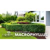 Podocarpus Macrophyllus | 1 Extra Large 3 Gallon Plant |