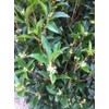 Tea Olive (Osmanthus fragrans) - White Flowering