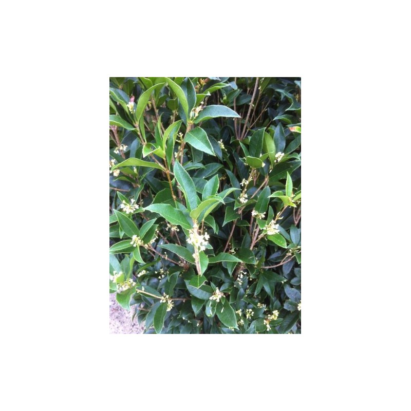 Tea Olive (Osmanthus fragrans) - White Flowering