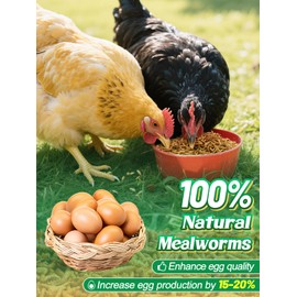 Mealworms Chicken Treats 2 Lbs with Handle Packing, High-Protein Promote Egg Production, Natural Chicken Feed for Laying Hens Wild Birds Ducks