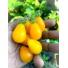Yellow Pear Drop Tomato Seeds - 15 Fresh Yellow Pear