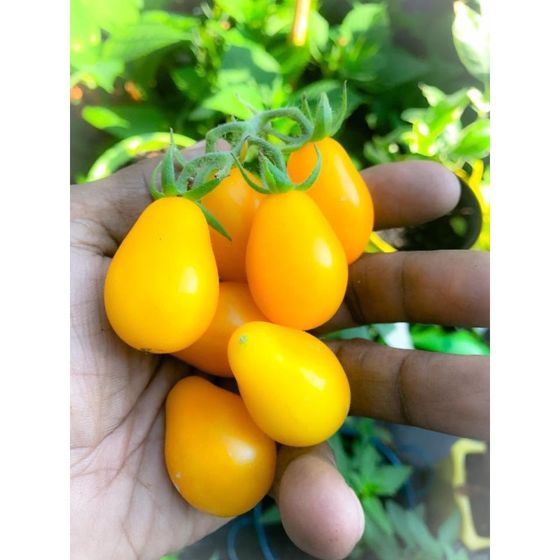 Yellow Pear Drop Tomato Seeds - 15 Fresh Yellow Pear