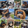 PETLESO Dog Goggles Small Breed, UV Protection Dog Sunglasses for