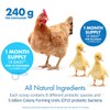 Equa Holistics HealthyGut Probiotics for Chickens & Poultry, All-Natural Digestive