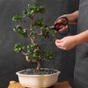 Professional Bonsai Butterfly Scissors | Pruning Shears for Trimming Plants