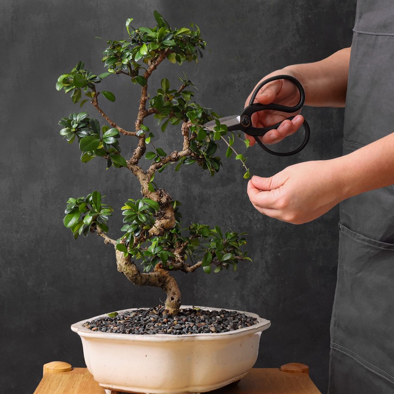 Professional Bonsai Butterfly Scissors | Pruning Shears for Trimming Plants