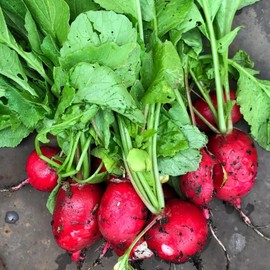 TomorrowSeeds - German Giant Radish Seeds - 300+ Count - for 2025 Planting Large Red Globe Radishes Big Crimson Non-GMO Garden Heirloom Vegetable Grow Your Own Home Farm Patio Healthy Sustainable