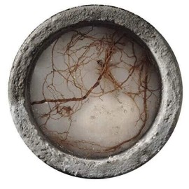 Rootx Foaming Sewer Line Root Killer Controls Roots 4lb Jar