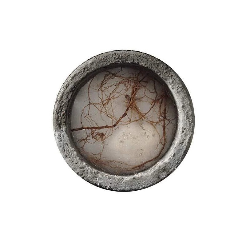 Rootx Foaming Sewer Line Root Killer Controls Roots 4lb Jar