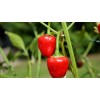 home grown Cherry Bomb Hot Chilli Pepper 50+ seeds 100%