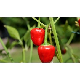 home grown Cherry Bomb Hot Chilli Pepper 50+ seeds 100% organic Non GMO