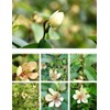 10 Pcs Banana Shrub Seeds Michelia Figo Fragrant Already Sprouted,