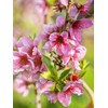 Peach Tree Candor Peach 5 Gallon Due to Agricultural Laws,