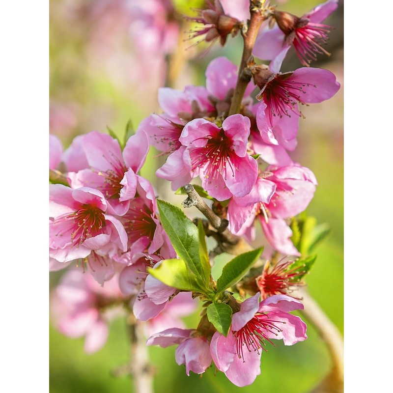 Peach Tree Candor Peach 5 Gallon Due to Agricultural Laws,