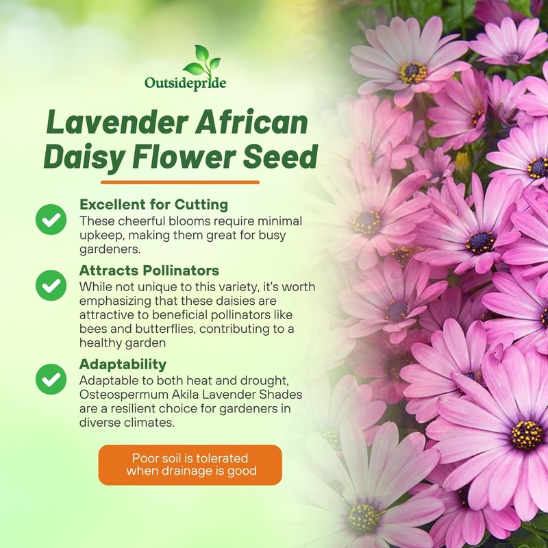 Outsidepride Lavender Osteospermum African Daisy Seeds - 20 Pcs. Perennial