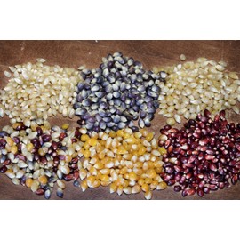 Amish Country Popcorn | 6 Piece Burlap Gift Set (2 Pounds Each) Medium Yellow, Baby White, Medium White, Rainbow, Red, & Blue Kernels | Old Fashioned with Recipe Guide