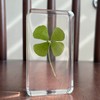 Real 4 Leaf Clover in Lucite Resin (3, Clover Only)