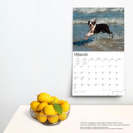 For the Love of Boston Terriers | 2024 14 x 24 Inch Monthly Deluxe Wall Calendar | Foil Stamped Cover | BrownTrout | Animal Dog Breeds