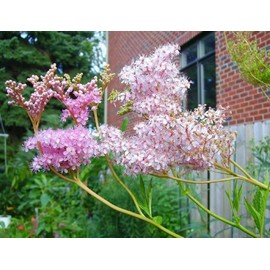 CZ Grain 15 Rare Queen of The Prairie Seeds to Grow Filipendula rubra Made in USA