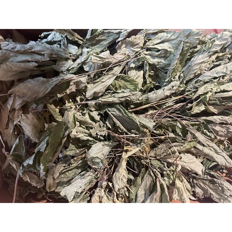 Wild American Ginseng Leaf Extract 1Fl Oz Dropper Bottle