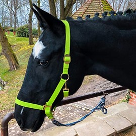 Halter for Horses Warmblood, Thoroughbred, Cold Blood - Stable Halter, Pasture Halter, 2 Adjustable Positions on Chin Strap and Headpiece, Safe and Tear-Resistant (Light Green, Warmblood (Full))