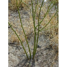 1-1000pcs Mexican Palo Verde Tree Seeds Jellybean, Parkinsonia Jerusalem Thorn Yellow FlowerU.S. Seller 0131 (50 Seeds)