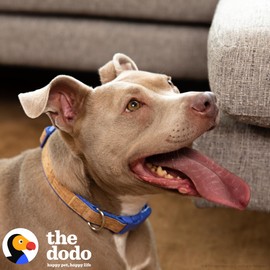 The Dodo Cork Dog Collar, Stripe, Size Large; Cork Material Collar for Dogs, Everyday Pet Apparel; Adjustable Snap Together, Pinch Release Buckle Collar