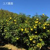 自然化粧品研究所 柚子ウォーター 柚子水 フローラルウォーター 500mL