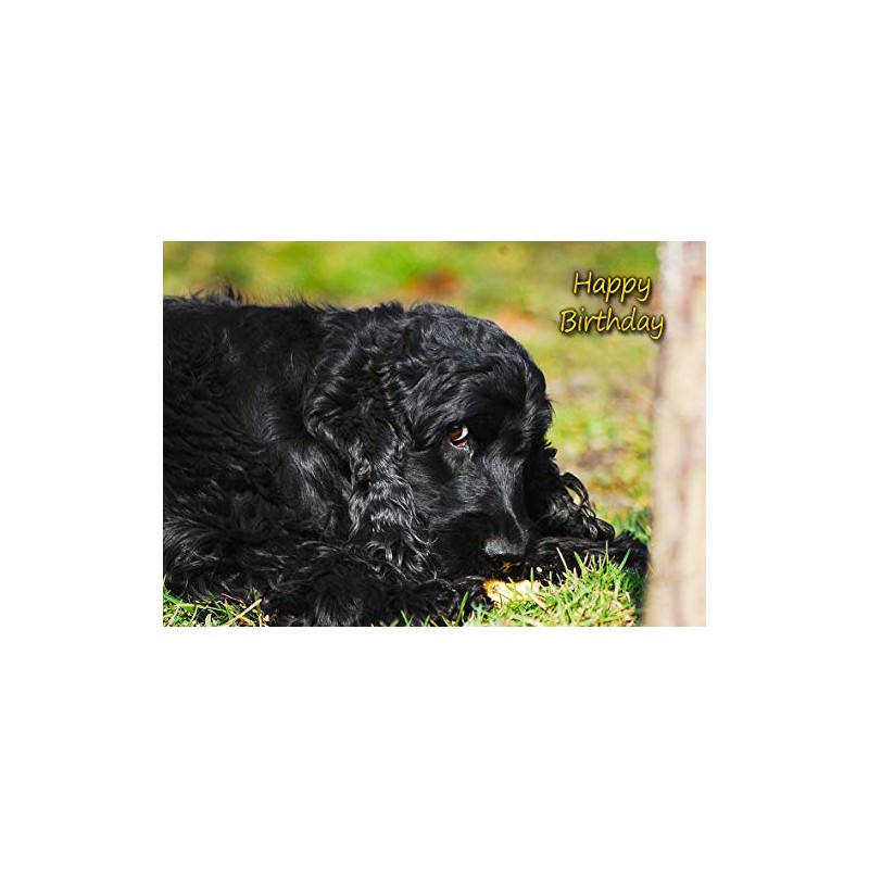 Cocker Spaniel Dog Birthday Card